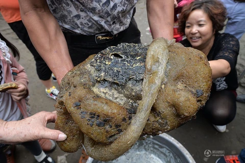 [Photo] Cận cảnh "quái vật" đuôi trong suốt xuất hiện ở Trung Quốc