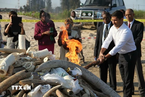 Thiêu hủy ngà voi và sừng tê giác tại Zimbabwe ngày 6/7. (Nguồn: AFP/TTXVN)