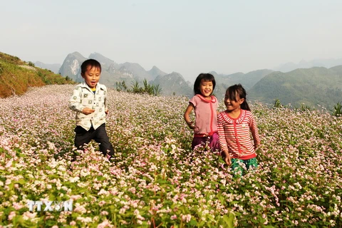Cánh đồng hoa tam giác mạch ở Lũng Cú, Đồng Văn. (Ảnh: Lâm Khánh/TTXVN)