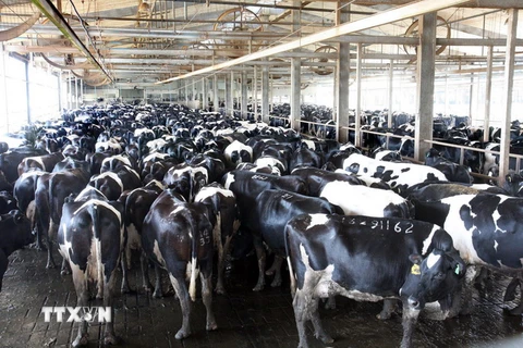 Bò tại trang trại của TH True Milk tại huyện Nghĩa Đàn, Nghệ An. (Ảnh: Đình Huệ/TTXVN)