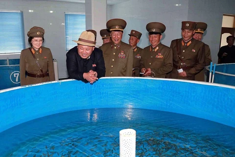 Ông Kim Jong-un trong một lần đến thăm trại cá. (Nguồn: AFP/Getty Images)