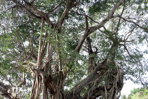 Cây đa cổ thụ hơn 100 tuổi được công nhận là cây Di sản Việt Nam
