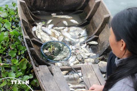 Một hộ nuôi cá bè vớt cá chết từ bè. (Ảnh: Sỹ Tuyên/TTXVN)