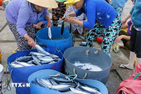 Ngư dân xã Nhơn Lý (Quy Nhơn) được mùa cá ngừ ồ đầu vụ. (Ảnh: Ly Kha/TTXVN)