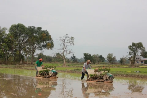 Nông dân Lào làm việc trên cánh đồng. (Nguồn: Vientiane Times)