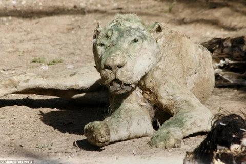 La liệt xác động vật chết khô tại vườn thú bi thương nhất thế giới