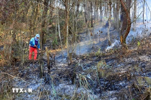 Việc người dân tự ý đốt thảm thực vật khô, lá khô ngay trong khu vực rừng khiến lửa lây lan nhanh rất khó kiểm soát. (Ảnh: Xuân Tư/TTXVN)