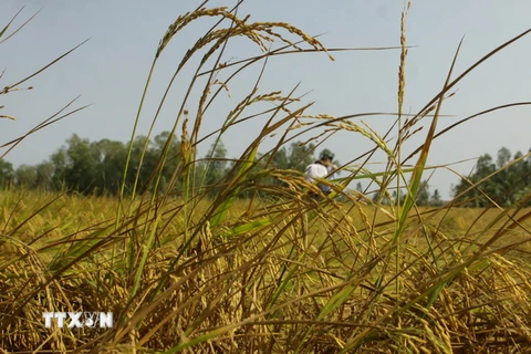 Lúa Đông Xuân tại xã Tân Hùng, huyện Trà Cú đã trổ bông nhưng bị lép hạt do thiếu nước ngọt. (Ảnh: Duy Khương/TTXVN)