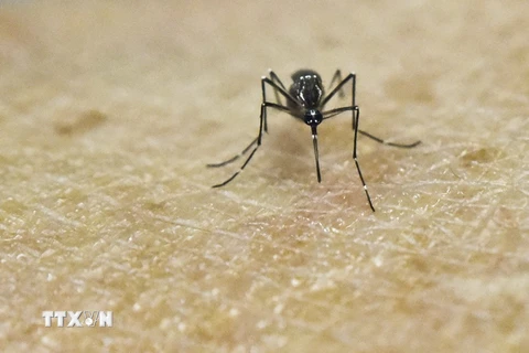 Muỗi Aedes Aegypti, vật trung gian lây truyền virus Zika, trong phòng thí nghiệm tại một trung tâm nghiên cứu y học ở Cali, Colombia ngày 25/1. (Nguồn: AFP/TTXVN)