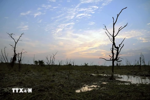 [Photo] Nước mặn tấn công các khu bảo tồn ngập nước Ramsar