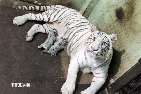 Hổ Bengal trắng quý hiếm được nhân giống thành công tại Thảo Cầm Viên Sài Gòn năm 2015. (Nguồn: TTXVN)
