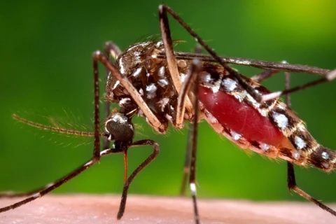 Muỗi Aedes, vật trung gian lây truyền virus Zika. (Nguồn: cbc.ca)