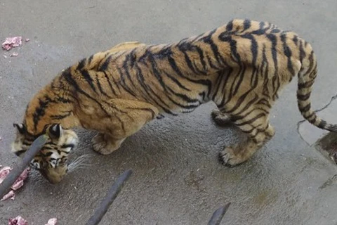Những con hổ không được chú ý chăm sóc ngày càng xơ xác, gầy mòn. (Nguồn: scmp.com)