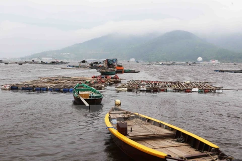 Người dân Đà Nẵng nuôi thả thủy sản tại khu vực gần cửa biển. (Ảnh: Trần Lê Lâm/TTXVN)