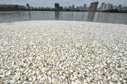 [Photo] Hơn 5 giờ đồng hồ thu dọn hơn 20 tấn cá chết