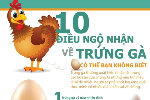 [Infographics] 10 điều ngộ nhận về trứng gà của người nội trợ