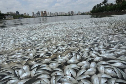 Thanh Hóa: Dân lo lắng vì cá chết nổi trắng bờ sông Bưởi