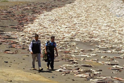 Cá chết trên bờ biển Chile. (Nguồn: Facebook)