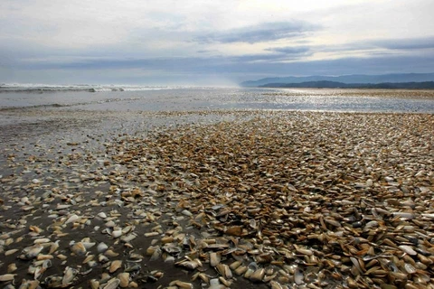 Nghêu chết đầy bờ biển. (Nguồn: AFP)