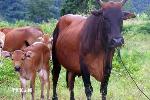 Những con bò lai F1, được nuôi tại trang trại rộng hơn 2ha ở khu vực Vườn Quốc gia Phước Bình. (Ảnh: Công Thử/TTXVN)