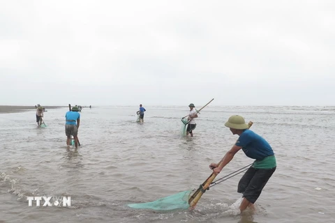 Hoạt động khai thác ngao, vạng của ngư dân huyện Tiền Hải trên vùng bãi triều thuộc xã Nam Phú, Tiền Hải, Thái Bình. (Ảnh: Xuân Tiến/TTXVN)