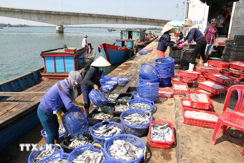 Các thương lái bắt đầu thu mua hải sản trở lại. (Ảnh: Thanh Thủy/TTXVN)