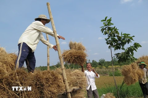 Nông dân tại ấp 6, xã Bình Thành, huyện Giồng Trôm, Bến Tre thu gom rơm về cho bò ăn. (Ảnh: Hồng Nhung/TTXVN)