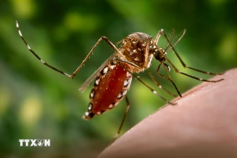 Muỗi Aedes, vật trung gian lây truyền virus Zika. (Nguồn: Daily News/TTXVN)