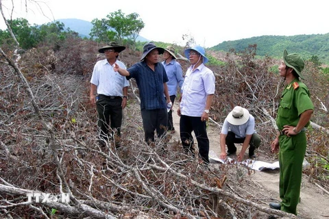 Hiện trường vụ chặt phá rừng ở huyện Đồng Xuân. (Ảnh: Xuân Triệu/TTXVN)