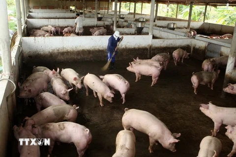 Hà Nam: Người dân sống chung với mùi hôi thối vì xác lợn chết