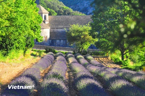 Ngoại ô Gordes, vùng Provence, Pháp. (Ảnh: Trương Anh Ngọc/Vietnam+)