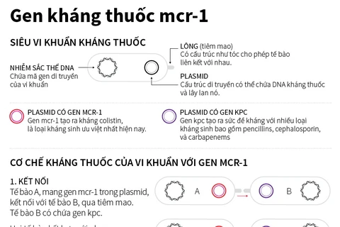 [Infographics] "Siêu vi khuẩn" MCR-1 kháng mọi loại kháng sinh