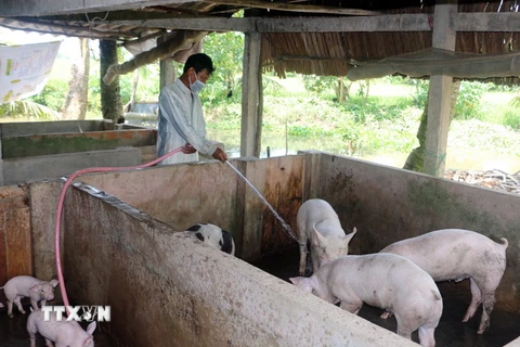 Nông dân huyện Hòa Bình, tỉnh Bạc Liêu chăm sóc đàn lợn. (Ảnh: Thanh Liêm/TTXVN)