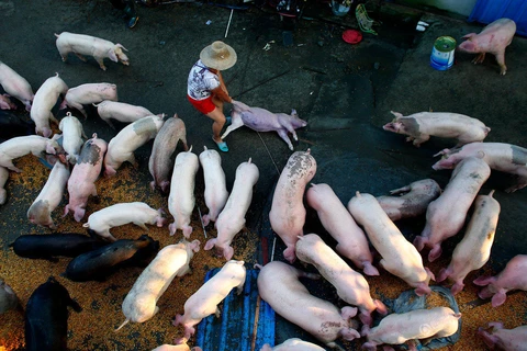 Nông dân xót xa khi trang trại lợn 10 tỷ đồng bị nước lũ tràn vào 