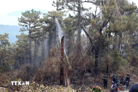 Rừng thông bị cháy tại tiểu khu 4A, rừng đặc dụng Nam Hải Vân hôm 17/8. (Ảnh: Trần Lê Lâm/TTXVN)