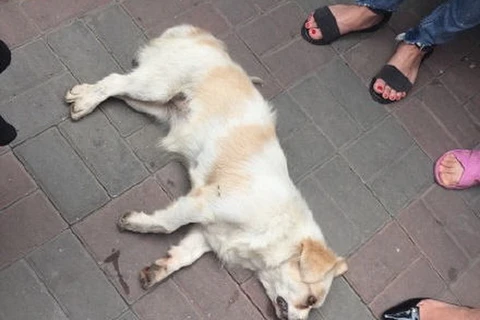 Chú chó nằm trên đường. (Nguồn: people.com.cn)