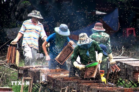 Tại các vùng nhãn như Khoái châu, Kim Động, Tiên lữ, thành phố Hưng Yên thu hút hàng chục nghìn đàn ong từ khắp nơi về khai thác mật hoa nhãn. (Ảnh: Lê Hào/TTXVN)