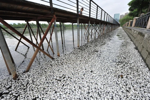 Một lượng lớn cá mòi đã chết trên sông Phố Hạ, Phúc Châu (Trung Quốc) gây mùi hôi thối, ảnh hưởng đến cuộc sống người dân xung quanh. (Nguồn: QQ)