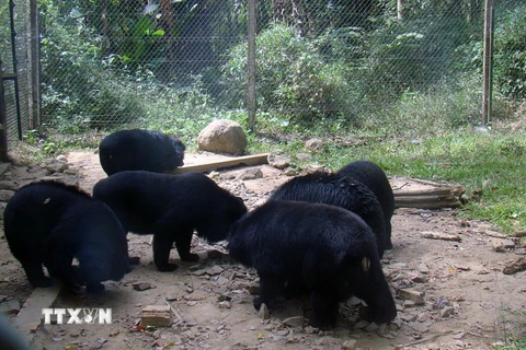 Gấu được nuôi dưỡng chăm sóc tại Trung tâm Cứu hộ động vật hoang dã nguy cấp Cát Tiên (Đồng Nai). (Ảnh: Sỹ Tuyên/TTXVN)