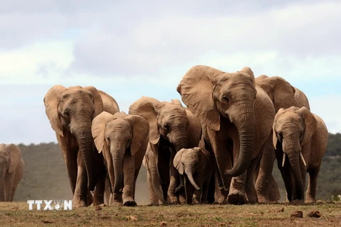 Đàn voi châu Phi tại Công viên Quốc gia Addo Elephant, cách ngoại ô Port Elizabeth khoảng 60km. (Nguồn: AFP/TTXVN)