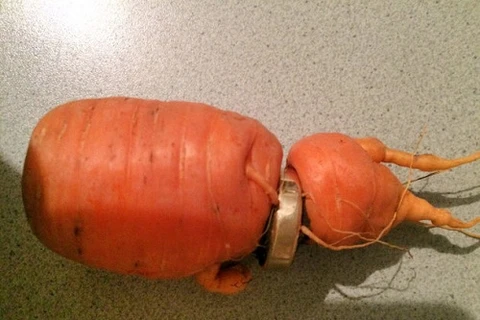 Củ cà rốt đặc biệt. (Nguồn: Sina)