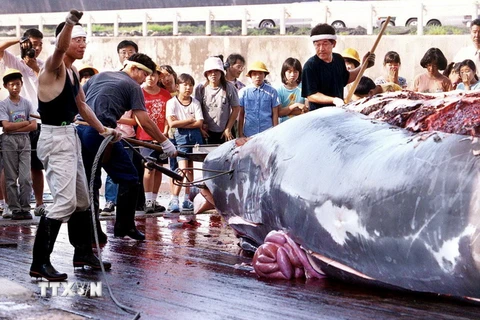 Ngư dân Nhật Bản xẻ thịt cá voi tại cảng Wada, tỉnh Chiba, phía Đông thủ đô Tokyo ngày 3/7/2000. (Nguồn: AFP/TTXVN)