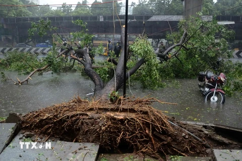 Cây bị quật đổ sau khi cơn bão Vardah quét qua Chennai ngày 12/12. (Nguồn: AFP/TTXVN)