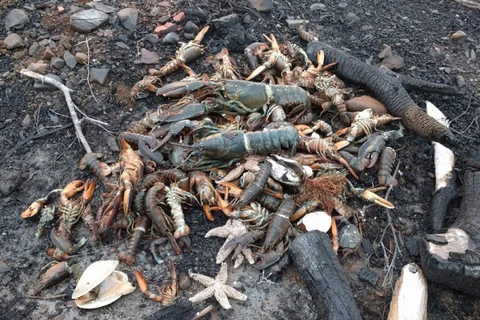 Số hải sản chết dạt vào bờ. (Nguồn: thestar.com)