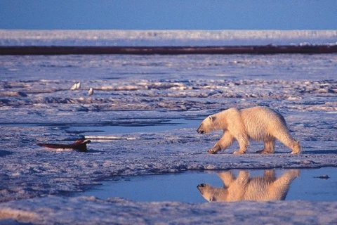 Gấu Bắc Cực. (Nguồn: AP)
