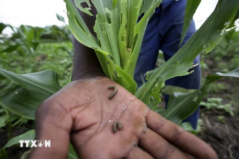 Loài sâu ăn lá armyworm phá hoại cây ngô ở Bubi, phía bắc Matabeleland, Zimbabwe ngày 26/1. (Nguồn: EPA/TTXVN)