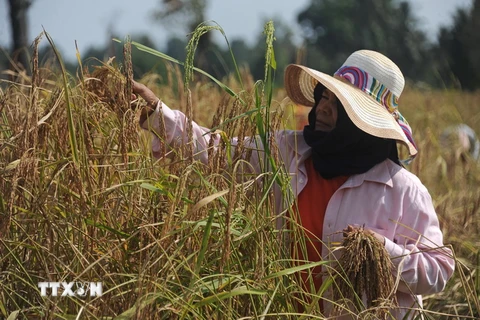 Nông dân thu hoạch lúa trên cánh đồng ở tỉnh Narathiwat, miền Nam Thái Lan ngày 17/3/2016. (Nguồn: AFP/TTXVN)