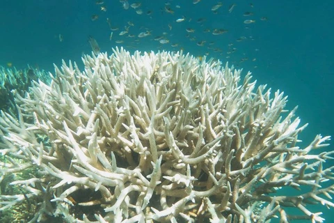 Giới khoa học: Rạn san hô Great Barrier bị tẩy trắng sẽ khó phục hồi