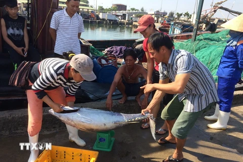 Ngư dân mua bán hải sản tại cảng cá Thuận An, huyện Phú Vang. (Ảnh: Hồ Cầu/TTXVN)