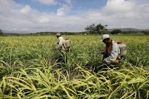 Nông dân trên một cánh đồng mía ở Mexico. (Nguồn: Reuters)